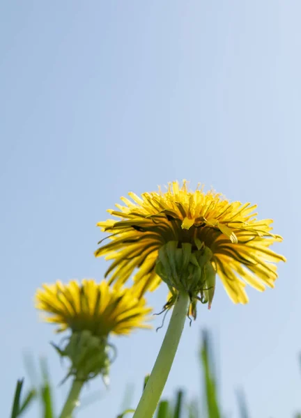 Flor Diente León Amarillo Hierba Verde Paisaje Primavera — Foto de Stock