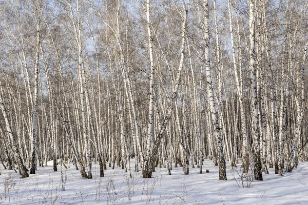 Björk Skog Vinterlandskap — Stockfoto