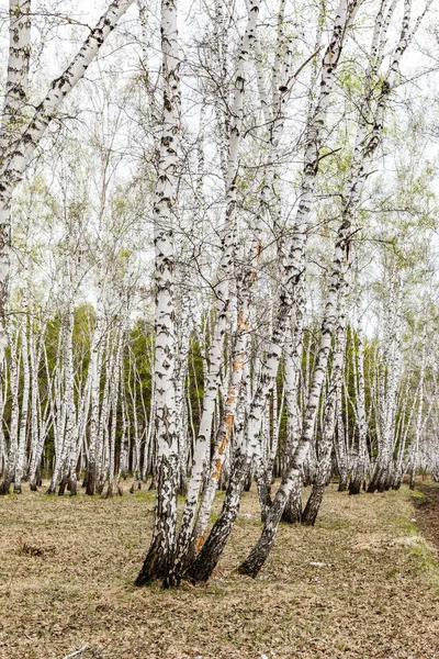 Björk Träd Skogs Gräs Tidig Vår Landskap Skogsområde — Stockfoto