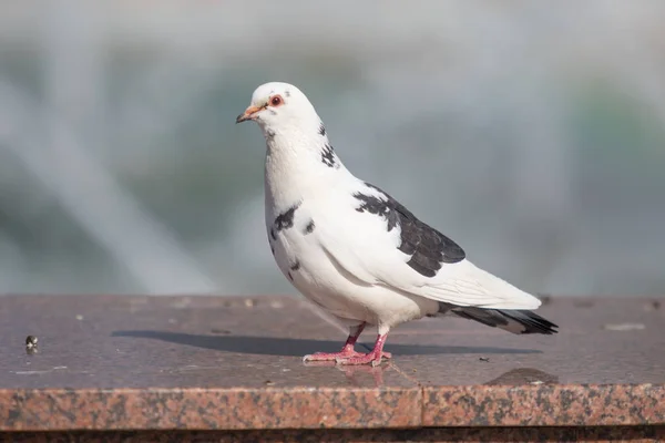 Wild Dove Sits Blurred Background Summer Nature — Stock Photo, Image