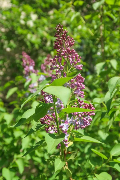 Arbre Lilas Fleurs Violet Dans Les Feuilles Vertes Paysage Printanier — Photo