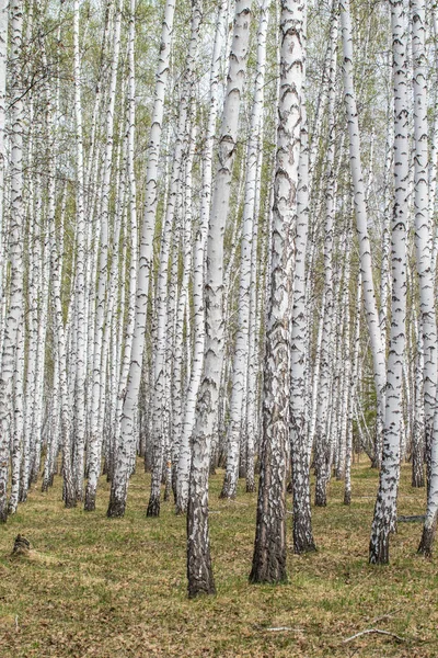 Brzoza Drzewo Las Wczesny Pejzaż Sprężyna Trawa — Zdjęcie stockowe