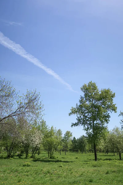 Landskap Gröna Gräs Träd Blå Himmel — Stockfoto