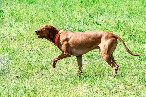 Perro Rojo Caza Corre Sobre Una Hierba Verde Verano Prado —  Fotos de Stock