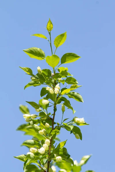 Vita Blommor Ett Äppel Träd Med Gröna Blad Mot Blå — Stockfoto