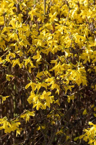 Roślina Kwiaty Żółty Mimoza Zamknąć Górę — Zdjęcie stockowe