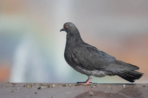 Wilde Duif Zit Wazig Achtergrond Zomer Natuur — Stockfoto