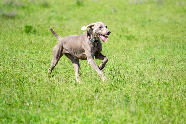 Hund Jakt Natur Grönt Fält Sommar — Stockfoto