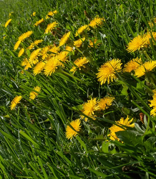 Gelbe Löwenzahnblüte Grünen Gras Frühlingslandschaft — Stockfoto