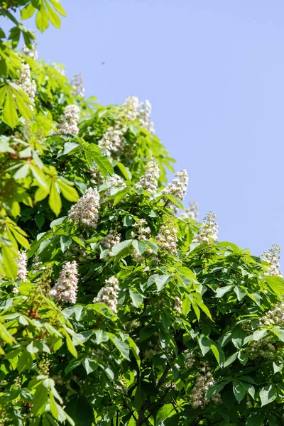 Flores Castañas Blancas Con Follaje Verde — Foto de Stock