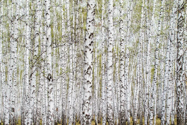 White Birch Trees Forest Background Spring — Stock Photo, Image
