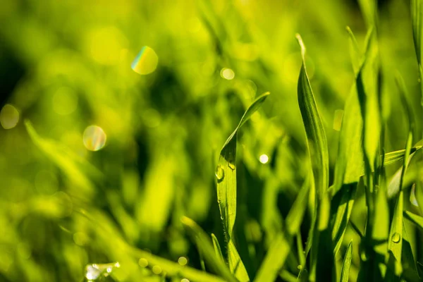 Zielona Trawa Kroplami Deszczu Zbliżenie Krajobrazu — Zdjęcie stockowe