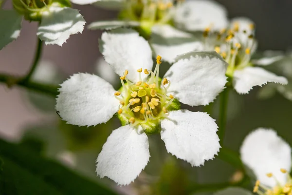 木の緑の葉の花白いチェリー — ストック写真