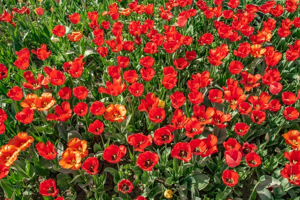 Blumen Rote Tulpen Blumenfeld Frühlingslandschaft — Stockfoto