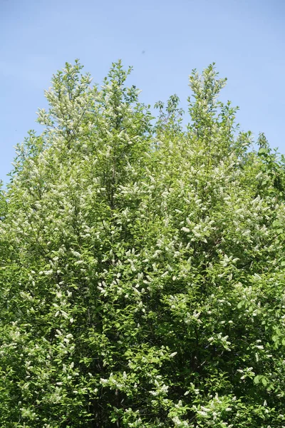 Fiori Bianchi Ciliegia Mela Contro Cielo Blu Natura Primavera — Foto Stock