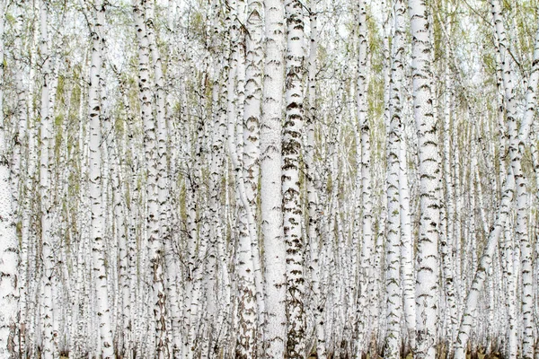 白いバーチの木の森の背景 — ストック写真