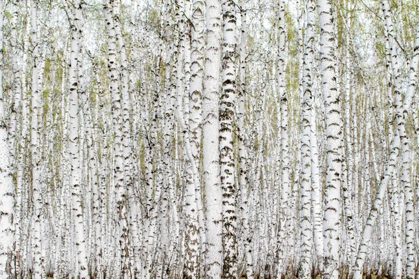 Vita Björk Träd Skogs Bakgrund Våren — Stockfoto