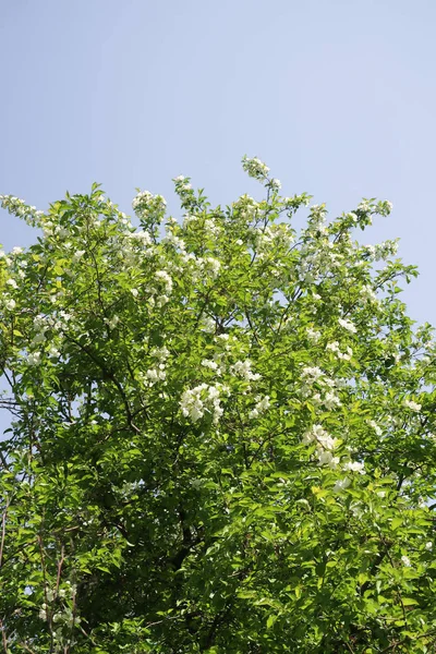 Flores Blancas Cereza Manzana Contra Cielo Azul Naturaleza Primavera — Foto de Stock