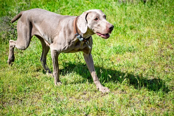 Hond Jagen Natuurgroen Veld Zomer — Stockfoto