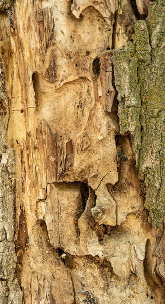 Υφή Του Φλοιού Του Δέντρου Γκρι Φόντο Ξύλου — Φωτογραφία Αρχείου
