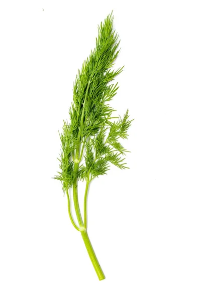 Dille Verse Sla Groene Takken Van Dille Geïsoleerd Witte Achtergrond — Stockfoto