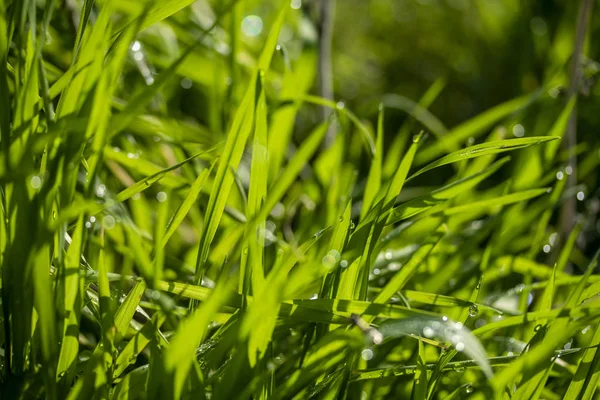 太陽の下の緑の芝生 雨滴のボケの背景 — ストック写真