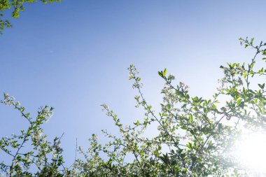 Mavi gökyüzüne karşı elma kiraz beyaz çiçekler. Doğa bahar.
