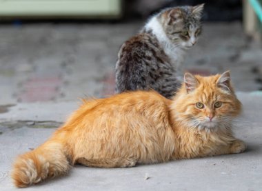 Yerli kedi yaz sokakta oturan, kapatmak.