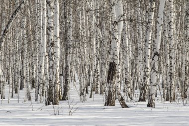 Huş ağacı orman kış manzarası.