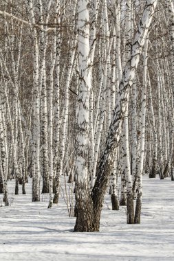 Huş ağacı orman kış manzarası.