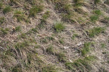 Kuru çim bahar manzara arka plan.