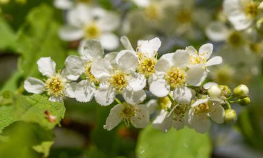 Ağacın yeşil yaprakları beyaz kiraz çiçekler.