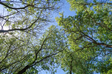 Mavi gökyüzü, bahar doğa karşı aşağıda ağaçlar görünümü yeşil yaprakları.