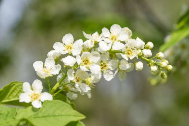 Ağacın yeşil yaprakları beyaz kiraz çiçekler.