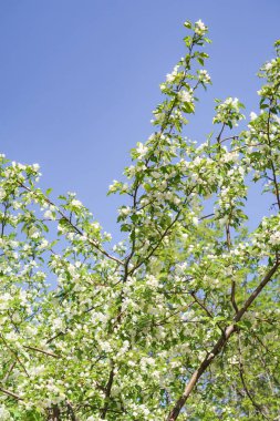 Bahar yeşili bahçe. Elma ağaçları mavi gökyüzüne karşı çiçek açtı.