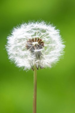 Bulanık arka planda beyaz kabarık karahindiba çiçeği.