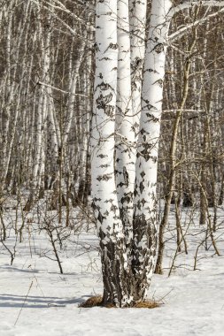 Huş ağacı orman kış manzarası.