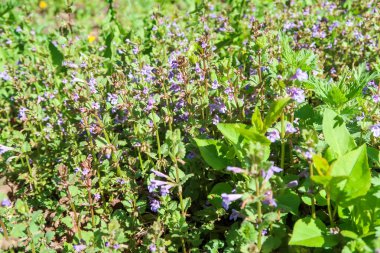 Yeşil çim kokulu nane mor çiçekler.