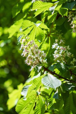 Yeşil yeşillik ile beyaz kestane çiçekleri.