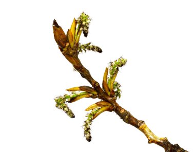 Beyaz arka planda yeşil akçaağaç tomurcukları