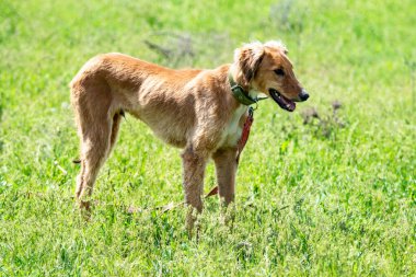 Köpek avcılık, doğa yeşil alan yaz.