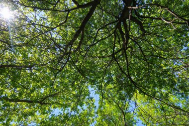 Mavi gökyüzü, bahar doğa karşı aşağıda ağaçlar görünümü yeşil yaprakları.