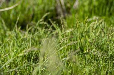 Güneşte yeşil çim, yağmur damlaları bokeh arka plan