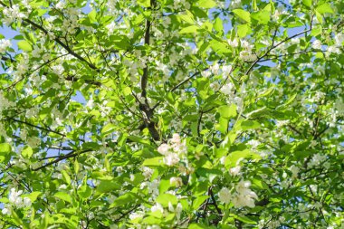 Mavi gökyüzüne karşı elma kiraz beyaz çiçekler. Doğa bahar.