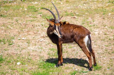 Boynuzları olan Afrika antilop alanında çim yiyor.