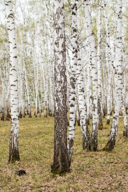Huş ağaçları orman çim erken bahar orman alan.