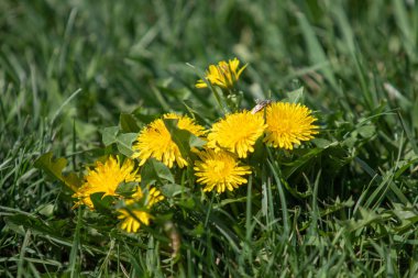 Yeşil çim, bahar sahne sarı karahindiba çiçek.
