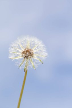 Bulanık arka planda beyaz kabarık karahindiba çiçeği.
