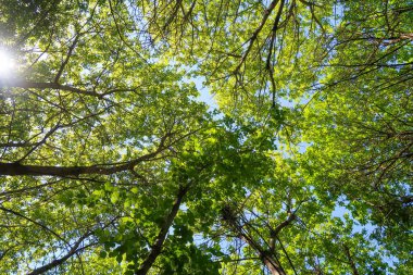 Mavi gökyüzü, bahar doğa karşı aşağıda ağaçlar görünümü yeşil yaprakları.
