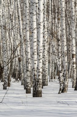 Huş ağacı orman kış manzarası.